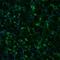 N-Acetyl-Alpha-Glucosaminidase antibody, NBP1-82601, Novus Biologicals, Immunofluorescence image 