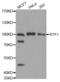 RNA polymerase-associated protein RTF1 homolog antibody, abx003396, Abbexa, Western Blot image 