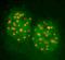 FA Complementation Group D2 antibody, NB100-182B, Novus Biologicals, Immunofluorescence image 