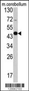 Growth arrest-specific protein 7 antibody, 62-379, ProSci, Western Blot image 