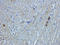 FKBP Prolyl Isomerase 8 antibody, orb378062, Biorbyt, Immunohistochemistry paraffin image 