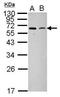 antibody, GTX118458, GeneTex, Western Blot image 