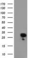 Regulator of G-protein signaling 16 antibody, MA5-25794, Invitrogen Antibodies, Western Blot image 