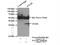 Pyrroline-5-Carboxylate Reductase 1 antibody, 20962-1-AP, Proteintech Group, Immunoprecipitation image 
