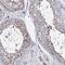 Lysozyme Like 4 antibody, NBP1-81279, Novus Biologicals, Immunohistochemistry frozen image 