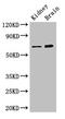 NADP-dependent malic enzyme, mitochondrial antibody, LS-C678613, Lifespan Biosciences, Western Blot image 
