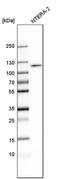 Protein bicaudal D homolog 1 antibody, PA5-59508, Invitrogen Antibodies, Western Blot image 