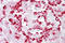 Pancreatic secretory granule membrane major glycoprotein GP2 antibody, ARP44543_P050, Aviva Systems Biology, Immunohistochemistry frozen image 