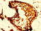 MOP antibody, LS-C670705, Lifespan Biosciences, Immunohistochemistry paraffin image 