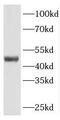 Inhibin beta A chain antibody, FNab04316, FineTest, Western Blot image 