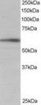 BAI1 Associated Protein 2 antibody, TA302427, Origene, Western Blot image 