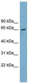 Serine/threonine-protein phosphatase 2A 65 kDa regulatory subunit A alpha isoform antibody, TA345117, Origene, Western Blot image 