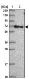 Rabaptin, RAB GTPase Binding Effector Protein 2 antibody, PA5-61562, Invitrogen Antibodies, Western Blot image 