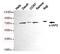 BIRC3 antibody, MBS475100, MyBioSource, Western Blot image 
