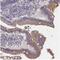 Cytochrome P450 2U1 antibody, NBP2-30991, Novus Biologicals, Immunohistochemistry paraffin image 