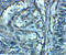 Equilibrative nucleoside transporter 2 antibody, 8127, ProSci Inc, Immunohistochemistry frozen image 