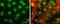 H13 antibody, GTX104481, GeneTex, Immunofluorescence image 
