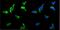 UPF3A Regulator Of Nonsense Mediated MRNA Decay antibody, A08388-2, Boster Biological Technology, Immunofluorescence image 