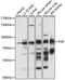 PX domain-containing protein kinase-like protein antibody, A15458, ABclonal Technology, Western Blot image 