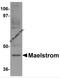 Maelstrom Spermatogenic Transposon Silencer antibody, 5667, ProSci, Western Blot image 