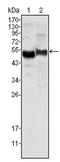 PI antibody, AM06341SU-N, Origene, Western Blot image 