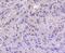 ATF4 antibody, NBP2-67766, Novus Biologicals, Immunohistochemistry paraffin image 