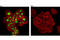 Tumor Protein P63 antibody, 4892S, Cell Signaling Technology, Immunofluorescence image 