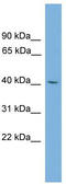 Transcription Factor Dp Family Member 3 antibody, TA344428, Origene, Western Blot image 
