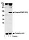 RPA34 antibody, A300-246A, Bethyl Labs, Western Blot image 