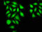 Integrator Complex Subunit 6 antibody, LS-C675074, Lifespan Biosciences, Immunofluorescence image 