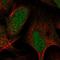 Armadillo Repeat Containing X-Linked 6 antibody, HPA043030, Atlas Antibodies, Immunofluorescence image 