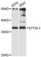 Serine/threonine/tyrosine-interacting-like protein 1 antibody, LS-C747920, Lifespan Biosciences, Western Blot image 