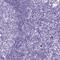 Solute Carrier Family 7 Member 9 antibody, PA5-60039, Invitrogen Antibodies, Immunohistochemistry paraffin image 