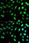 Killer Cell Lectin Like Receptor D1 antibody, LS-C331847, Lifespan Biosciences, Immunofluorescence image 