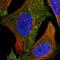 Spermatogenesis Associated 2 Like antibody, HPA041182, Atlas Antibodies, Immunofluorescence image 