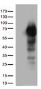 p75 ICD antibody, TA812990, Origene, Western Blot image 