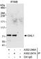 G Protein Nucleolar 1 (Putative) antibody, A302-246A, Bethyl Labs, Immunoprecipitation image 