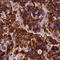 Chorionic somatomammotropin hormone antibody, HPA043715, Atlas Antibodies, Immunohistochemistry frozen image 