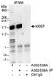 AF4/FMR2 Family Member 4 antibody, A302-539A, Bethyl Labs, Immunoprecipitation image 