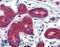 PTC1 antibody, LS-B3939, Lifespan Biosciences, Immunohistochemistry frozen image 