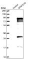 G-Patch Domain Containing 3 antibody, PA5-56918, Invitrogen Antibodies, Western Blot image 