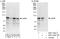 Lin-54 DREAM MuvB Core Complex Component antibody, NBP2-14854, Novus Biologicals, Immunoprecipitation image 