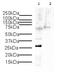 H12 antibody, ab4086, Abcam, Western Blot image 