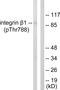 Integrin Subunit Beta 1 antibody, PA5-38256, Invitrogen Antibodies, Western Blot image 