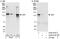 Junction Mediating And Regulatory Protein, P53 Cofactor antibody, A302-573A, Bethyl Labs, Immunoprecipitation image 