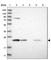 Proteasome Subunit Beta 6 antibody, HPA023312, Atlas Antibodies, Western Blot image 
