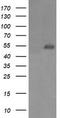 Protein Mdm4 antibody, TA505722, Origene, Western Blot image 