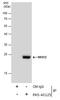 Protein MIS12 homolog antibody, PA5-40125, Invitrogen Antibodies, Immunoprecipitation image 