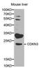 Cyclin Dependent Kinase Inhibitor 3 antibody, orb48325, Biorbyt, Western Blot image 