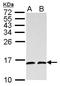 NHP2-like protein 1 antibody, GTX109247, GeneTex, Western Blot image 
